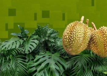 Pesta Durian Munduk Bestala di Pantai Penimbangan Singaraja