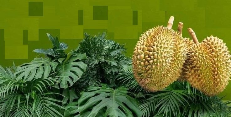 Pesta Durian Munduk Bestala di Pantai Penimbangan Singaraja