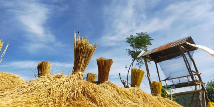 Megawati, Bandara Internasional, dan Begitu Mudahnya Petani Bali Kehilangan Tanah