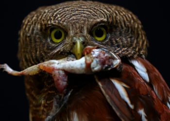  “Fill the Frame” dalam Fotografi: Komposisi Objek yang Memenuhi “Frame”