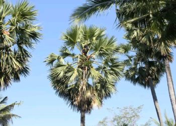 Menengok Desa Tembok