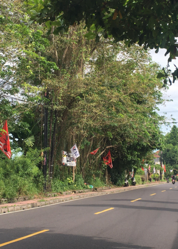 Nasib Pohon di Hari Spesial,  Berhias Molek Penuh Alat Peraga Kampanye