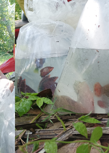 Cerita Tentang Pak Mad, Nelayan Ikan Hias dari Desa Pemuteran, Buleleng, Bali