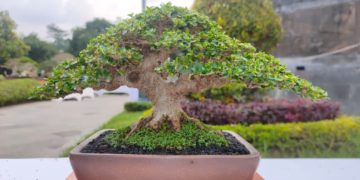 Menengok Bonsai Ratusan Juta di Taman Bung Karno Singaraja