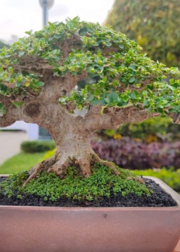 Menengok Bonsai Ratusan Juta di Taman Bung Karno Singaraja
