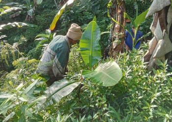 Kolaborasi Internasional di Desa Pedawa: Menanam Pohon Menjaga Air