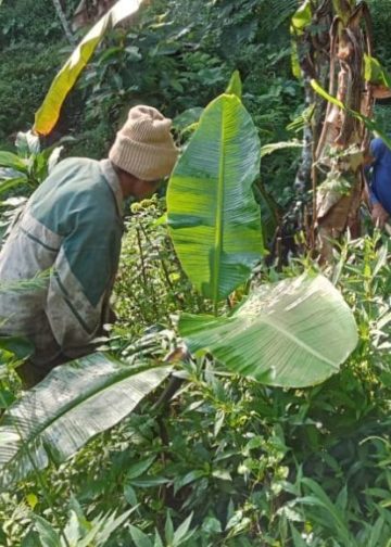 Kolaborasi Internasional di Desa Pedawa: Menanam Pohon Menjaga Air
