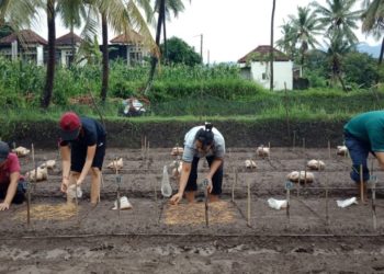 Ngurit Padi Bali, Usaha Perbaikan Genetik Padi Merah di Buleleng