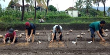 Ngurit Padi Bali, Usaha Perbaikan Genetik Padi Merah di Buleleng