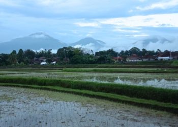 Tabanan dan Elegi Padi Bali