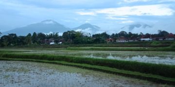 Tabanan dan Elegi Padi Bali