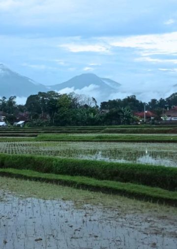 Tabanan dan Elegi Padi Bali
