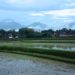 Tabanan dan Elegi Padi Bali