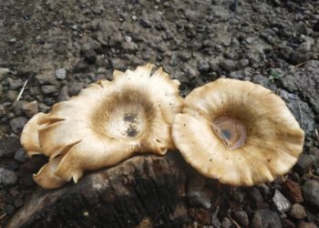 Sesuatu yang Setengah