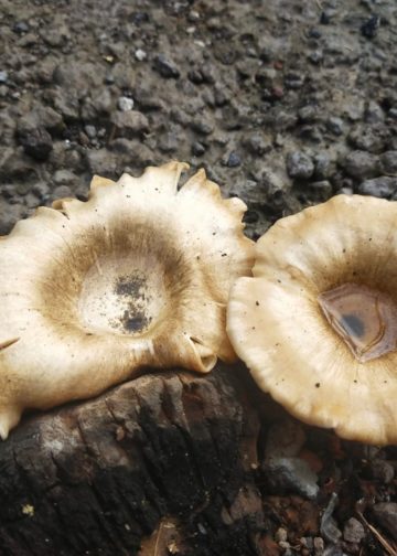 Sesuatu yang Setengah