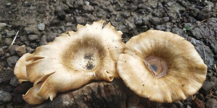 Sesuatu yang Setengah