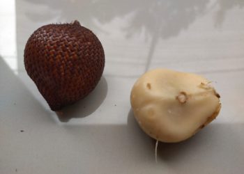 Transfer Lisan Bahasa Tutur