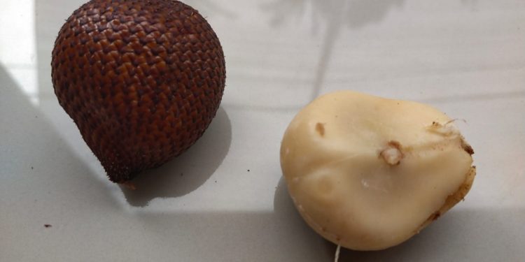 Transfer Lisan Bahasa Tutur