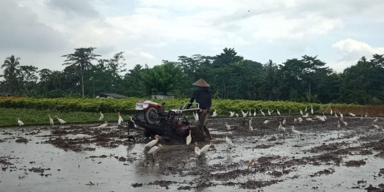 Nasib Petani di Tengah Ketidakpastian Musim dan Ketidakjelasan Omongan