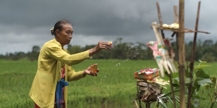 Banjar Pagi dan Ritual Padi