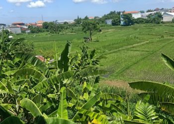 Subak Ubung, Ketahanan Pangan, Alih Fungsi Lahan