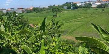 Subak Ubung, Ketahanan Pangan, Alih Fungsi Lahan