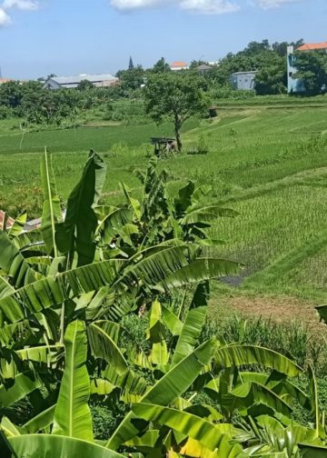 Subak Ubung, Ketahanan Pangan, Alih Fungsi Lahan