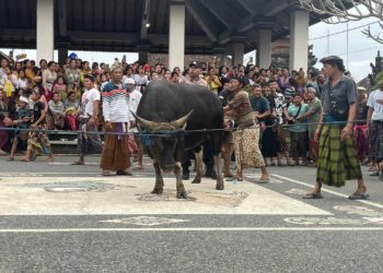 Tradisi Memelihara Wadak, Strategi Memperkuat Ketahanan Pangan di Desa Mengani