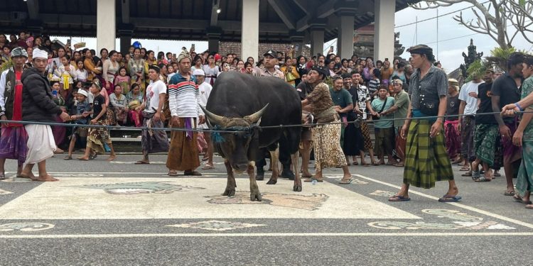 Tradisi Memelihara Wadak, Strategi Memperkuat Ketahanan Pangan di Desa Mengani