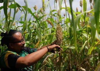 Sorgum Makin Populer di Buleleng, Kini Panen Perdana di Desa Telaga