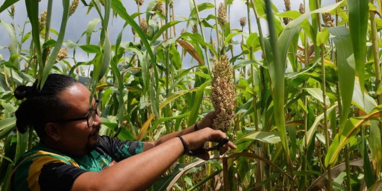 Sorgum Makin Populer di Buleleng, Kini Panen Perdana di Desa Telaga