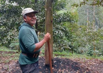 I Made Rakanetra, Pelopor Petani Durian di Desa Pedawa