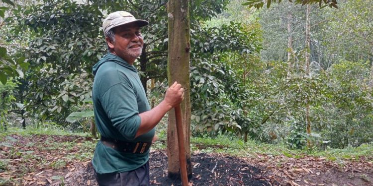 I Made Rakanetra, Pelopor Petani Durian di Desa Pedawa