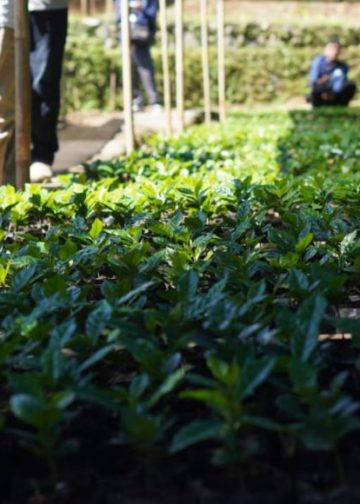 Heritage Coffee Farm & Roastery: Usaha Melestarikan Sejarah dan Menumbuhkan Ekosistem Kopi di Bali Utara