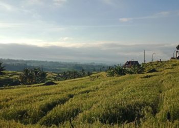 Jatiluwih, Ritus Padi, dan Hal-Hal di Baliknya