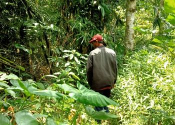 “Asuh Kayuan”, Program Mengasuh Mata Air di Desa Pedawa