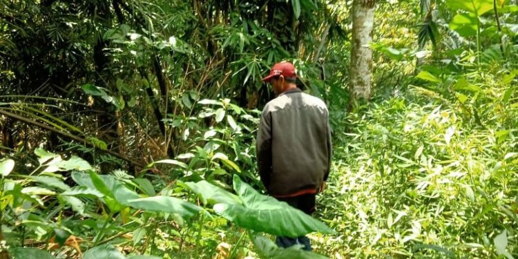 “Asuh Kayuan”, Program Mengasuh Mata Air di Desa Pedawa