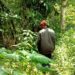 “Asuh Kayuan”, Program Mengasuh Mata Air di Desa Pedawa