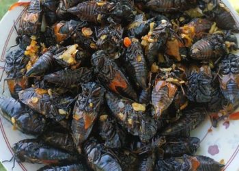 Gorengan Ores, Makanan Khas Masyarakat Desa Pucaksari, Busungbiu, Buleleng