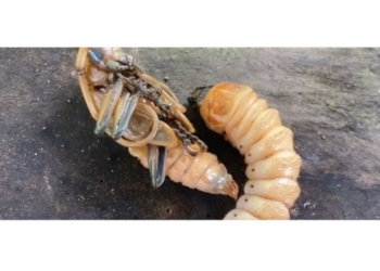 Subatah, Makanan Unik: Di Desa Pucaksari Subatah Biasa Digoreng, juga Bisa Di-nyatnyat