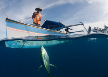 Koalisi Indonesia, Filipina, dan Vietnam Dorong Perlindungan Stok Tuna Madidihang di Wilayah Samudra Pasifik Barat