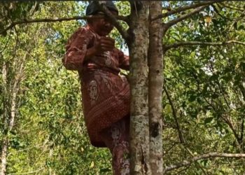 Nenek Kaiyah, Kini 73 Tahun, Kerja Naik Pohon Sejak Usia 15 Tahun