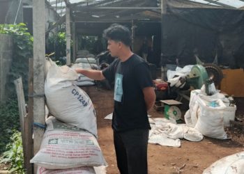 Bisnis Media Tanam, Berkah di Balik Daun Gugur Hutan Bedugul