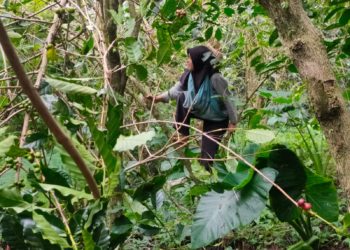 Perempuan-Perempuan Pemetik Kopi di Desa Pegayaman