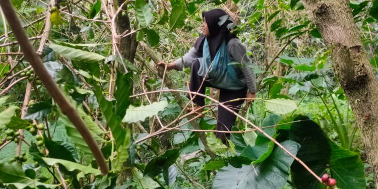 Perempuan-Perempuan Pemetik Kopi di Desa Pegayaman