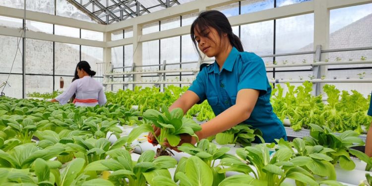 Mengelola Pertanian di Sela Riuh Pariwisata — Catatan Perjuangan dari SMKN 1 Petang