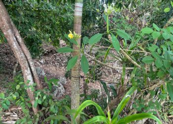 “Bangbang” di Gumi Delod Ceking   