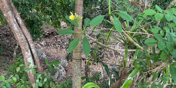 “Bangbang” di Gumi Delod Ceking   