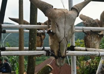 Seni Instalasi Karya Polenk Rediasa Dibuat Dari Tulang Tengkorak “Sapi Duwe” di Desa Tambakan-Buleleng