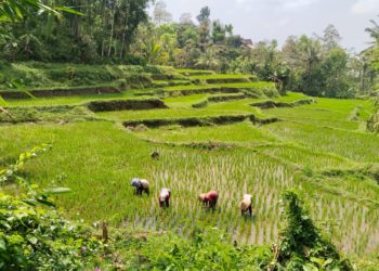 Soal Wisata Desa, Bali Bisa Belajar dari Banyuwangi